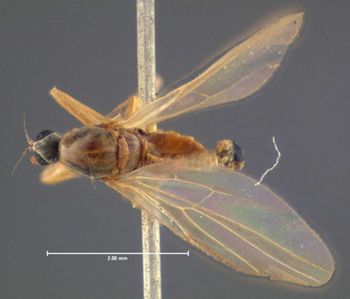 Media type: image;   Entomology 1176 Aspect: habitus dorsal view